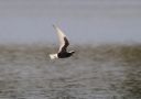 White-winged Tern, Adult summer., Sweden 20th of May 2011 Photo: David Erterius