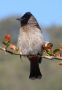 Red-vented Bulbul, India 22nd of February 2011 Photo: Paul Patrick Cullen