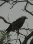 Eastern Imperial Eagle, Tame bird, no hide!!!, Hungary 29th of May 2011 Photo: András Fodor
