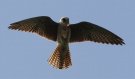 Red-footed Falcon, Denmark 31st of May 2011 Photo: Peter Nielsen