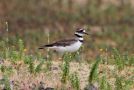 Killdeer, Adult (one of only breeding pair in the Western Palearctic), Azores 19th of May 2011 Photo: Dominic Mitchell