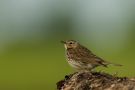 Meadow Pipit, Denmark 3rd of June 2011 Photo: Christian Eilers