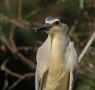 Black-crowned Night Heron, Hungary 7th of June 2011 Photo: Anne Navntoft