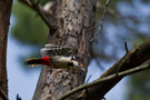Great Spotted Woodpecker, Skraldemand..., Denmark 2nd of June 2011 Photo: Claus Halkjær