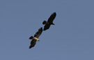 Eastern Imperial Eagle, Adult Asian Imperial Eagle (right) soaring together with 2nd c.y. Tawny Eagle (Aquila rapax)., Ethiopia 7th of February 2011 Photo: David Erterius