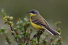 Western Yellow Wagtail, Norway 11th of June 2011 Photo: Helge Sørensen
