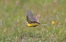 Western Yellow Wagtail, Denmark 25th of June 2011 Photo: Bo Tureby