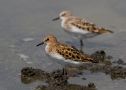 Little Stint, Summer plumage, Kyrgyzstan 17th of May 2011 Photo: Michael Westerbjerg Andersen