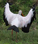 Yellow-billed Stork, Kenya 10th of July 2011 Photo: Hans Henrik Larsen