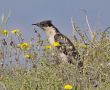 Great Spotted Cuckoo, Spain 6th of May 2011 Photo: Ronny Hans Ingemar Svensson