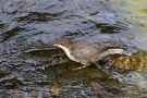 White-throated Dipper, Germany 13th of July 2011 Photo: Lars Birk