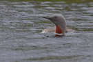 Red-throated Loon, Sweden 3rd of July 2011 Photo: Claus Halkjær