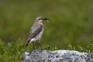 Northern Wheatear, Sweden 7th of July 2011 Photo: Claus Halkjær