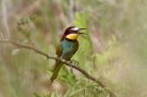 European Bee-eater, Hungary 4th of June 2011 Photo: Anne Navntoft
