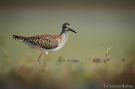 Wood Sandpiper, Ung tinksmed, Denmark 4th of August 2011 Photo: Johannes Christian Harbou