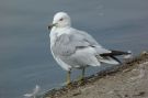 Ring-billed Gull, Canada 23rd of July 2011 Photo: Michael Frank Nielsen