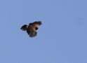 Harris´s  Hawk Eagle (Parabuteo unicinctus), Peru 22. november 2010 Foto: Klaus Malling Olsen