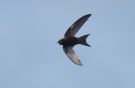 Common Swift, Faeroes Islands 18th of August 2011 Photo: Silas K.K. Olofson