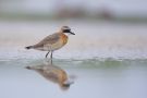 Lesser Sand Plover, adult male, China 19th of August 2011 Photo: Daniel Pettersson