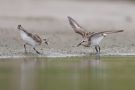 Red-necked Stint, adults, China 20th of August 2011 Photo: Daniel Pettersson