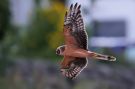 Pallid Harrier, 1cy, Sweden 29th of August 2011 Photo: Mikael Nord