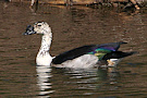 Knob-billed Duck, Male, India 11th of February 2006 Photo: Søren Harding