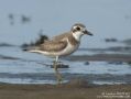 Greater Sand Plover, Adult winter, China 22nd of August 2011 Photo: Martinez Jonathan