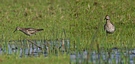 Sharp-tailed Sandpiper, adult, Denmark 8th of September 2011 Photo: Eva Foss Henriksen