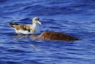Cory's Shearwater, Meeting with caretta caretta, Portugal 24th of August 2011 Photo: Eric Didner