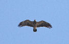 Lesser Spotted Eagle, Sweden 2011 Photo: Axel Mortensen
