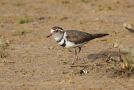 Three-banded Plover, Egypt 5th of May 2011 Photo: Eric Didner