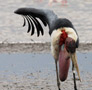 Marabou Stork, Kenya 28th of June 2011 Photo: Hans Henrik Larsen