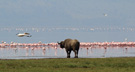 Lesser Flamingo, Et herligt virvar, Kenya 29th of June 2011 Photo: Hans Henrik Larsen