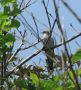 Lesser Cuckoo   -   Cuculus poliocephalus, Korea (Syd) 29. maj 2011 Foto: Jens Thalund