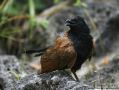 Lesser Coucal (Centropus bengalensis) ssp lignator, China 7th of August 2011 Photo: Martinez Jonathan