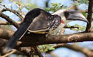 Savannetoko, Jackson`s Hornbill, Tockus jacksoni, Kenya 26. juni 2011 Foto: Hans Henrik Larsen