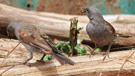 Parrot-billed Sparrow, Kenya 3rd of July 2011 Photo: Hans Henrik Larsen