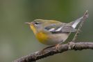 Northern Parula, USA 17th of September 2011 Photo: Frode Jacobsen
