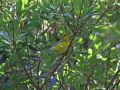 Blue-winged Warbler, Second for the WP!, Azores 2nd of October 2011 Photo: Richard Ek