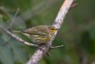 Cape May Warbler, USA 16th of September 2011 Photo: Frode Jacobsen