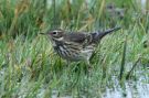 Buff-bellied Pipit, Iceland 2nd of October 2011 Photo: Dominic Mitchell