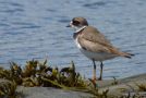 Semipalmated Plover, Canada 25th of July 2011 Photo: Henrik Kisbye