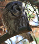 Boreal Owl, Sweden 15th of October 2011 Photo: Niels Behrendt