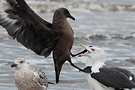 Great Skua, 1cy fighting Great Black-backed Gull, Sweden 17th of October 2011 Photo: Helge Sørensen