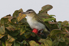 Red-eyed Vireo, 1cy, Denmark 20th of October 2011 Photo: Clausjannic Labuz