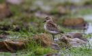 Semipalmated Sandpiper, 1cy, Faeroes Islands 20th of October 2011 Photo: Silas K.K. Olofson