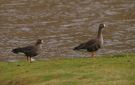 Greater White-fronted Goose, Faeroes Islands 29th of October 2011 Photo: Silas K.K. Olofson