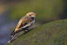 Snow Bunting, Sweden 1st of November 2011 Photo: Daniel Pettersson