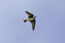 Purple Martin, Azores 14th of October 2011 Photo: Eric Didner