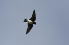 Purple Martin, Azores 14th of October 2011 Photo: Eric Didner